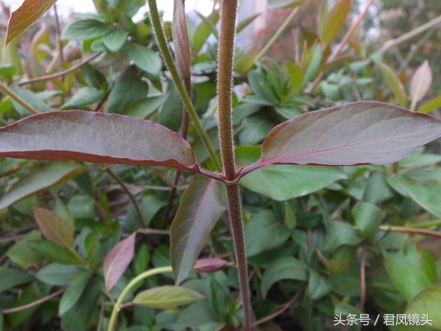 金银花的叶子和藤功效与作用,金银花的藤和叶子有啥用(煎水外洗治小儿湿疹有奇效) 金银花的叶子和藤功效与作用,金银花的藤和叶子有啥用(煎水外洗治小儿湿疹有奇效)
