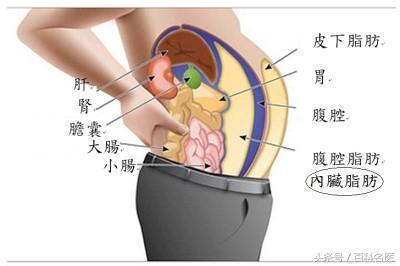 内脏脂肪怎样能减掉，怎样减掉内脏脂肪（3个方法帮你减掉脂肪，瘦下来）
