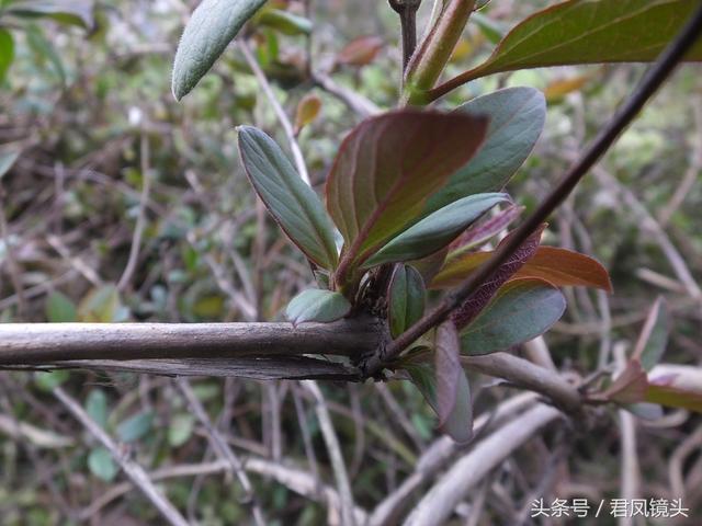 金银花的叶子和藤功效与作用,金银花的藤和叶子有啥用(煎水外洗治小儿湿疹有奇效) 金银花的叶子和藤功效与作用,金银花的藤和叶子有啥用(煎水外洗治小儿湿疹有奇效)