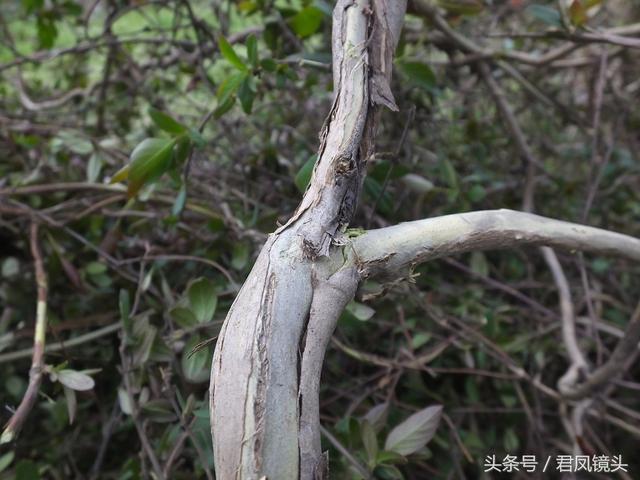 金银花的叶子和藤功效与作用,金银花的藤和叶子有啥用(煎水外洗治小儿湿疹有奇效) 金银花的叶子和藤功效与作用,金银花的藤和叶子有啥用(煎水外洗治小儿湿疹有奇效)