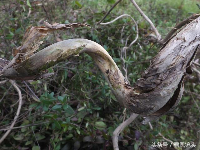 金银花的叶子和藤功效与作用,金银花的藤和叶子有啥用(煎水外洗治小儿湿疹有奇效) 金银花的叶子和藤功效与作用,金银花的藤和叶子有啥用(煎水外洗治小儿湿疹有奇效)
