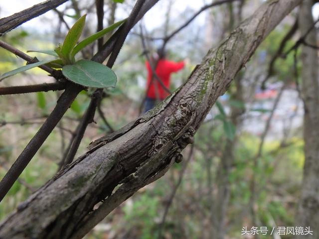 金银花的叶子和藤功效与作用,金银花的藤和叶子有啥用(煎水外洗治小儿湿疹有奇效) 金银花的叶子和藤功效与作用,金银花的藤和叶子有啥用(煎水外洗治小儿湿疹有奇效)