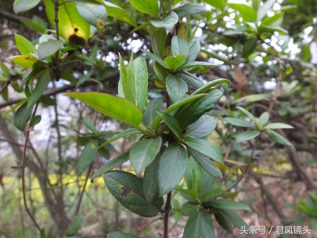 金银花的叶子和藤功效与作用,金银花的藤和叶子有啥用(煎水外洗治小儿湿疹有奇效) 金银花的叶子和藤功效与作用,金银花的藤和叶子有啥用(煎水外洗治小儿湿疹有奇效)