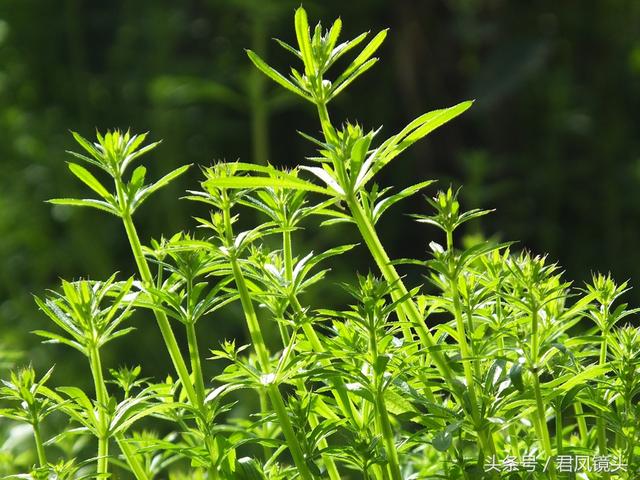 红丝线的功效与作用，红丝线的功效与作用及图片（入药清热解毒利尿通淋主治肺热咳乳腺炎）