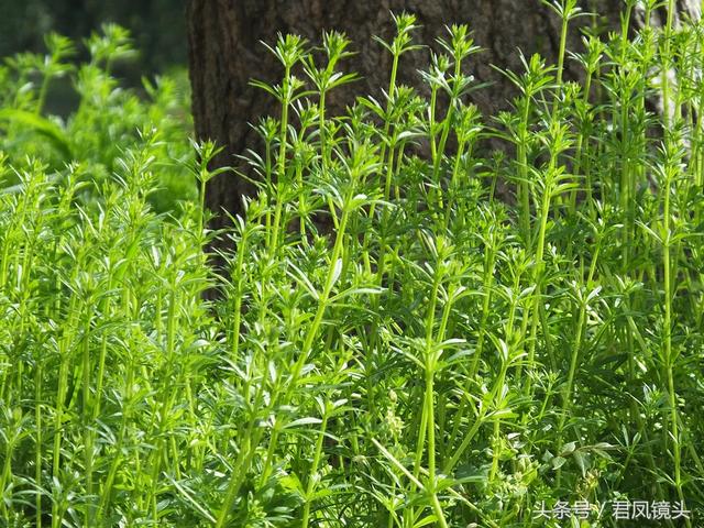 红丝线的功效与作用，红丝线的功效与作用及图片（入药清热解毒利尿通淋主治肺热咳乳腺炎）