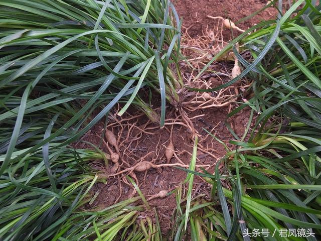 沿阶草,羊韭,马韭,羊荠,爱韭,禹韭,不死药,阶前草,马粪草,家边草,韭叶