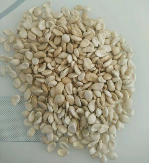 葫芦籽多久能发芽,好几年的葫芦籽能出芽吗(最适合种上一粒葫芦种子)