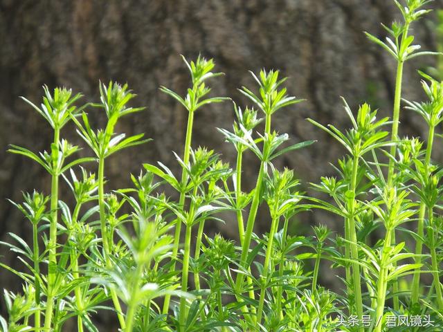 红丝线的功效与作用，红丝线的功效与作用及图片（入药清热解毒利尿通淋主治肺热咳乳腺炎）