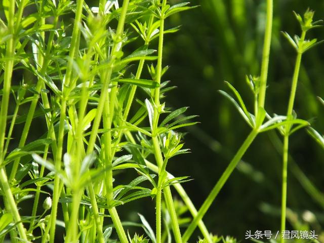 红丝线的功效与作用，红丝线的功效与作用及图片（入药清热解毒利尿通淋主治肺热咳乳腺炎）