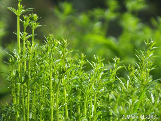 红丝线的功效与作用，红丝线的功效与作用及图片（入药清热解毒利尿通淋主治肺热咳乳腺炎）
