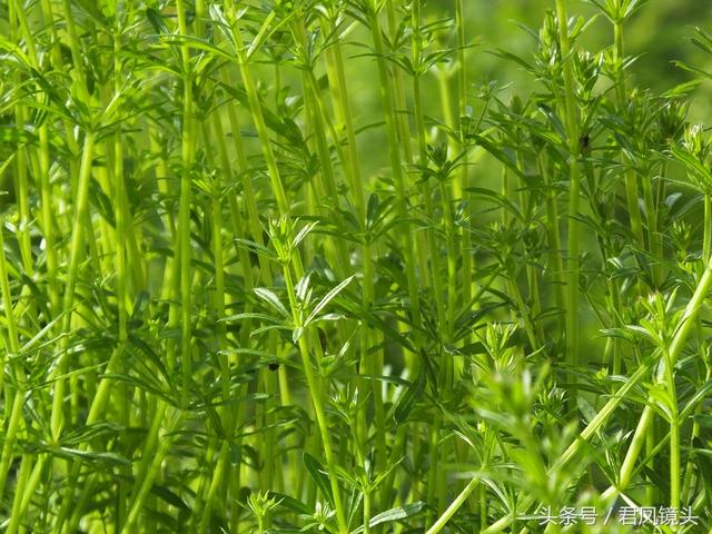 红丝线的功效与作用，红丝线的功效与作用及图片（入药清热解毒利尿通淋主治肺热咳乳腺炎）