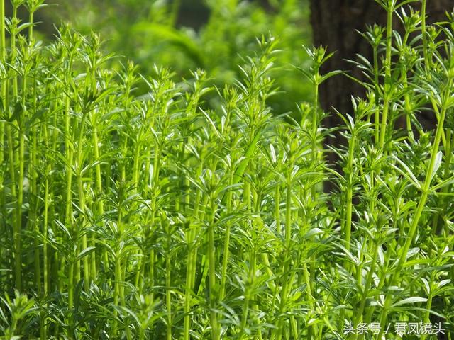 红丝线的功效与作用，红丝线的功效与作用及图片（入药清热解毒利尿通淋主治肺热咳乳腺炎）