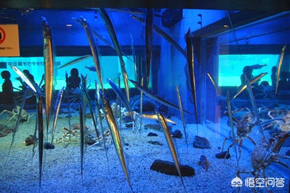 带鱼有养殖的吗，带鱼是否有养殖的带鱼（带鱼到底能不能养殖）