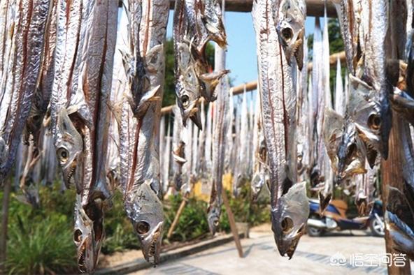 带鱼有养殖的吗，带鱼是否有养殖的带鱼（带鱼到底能不能养殖）