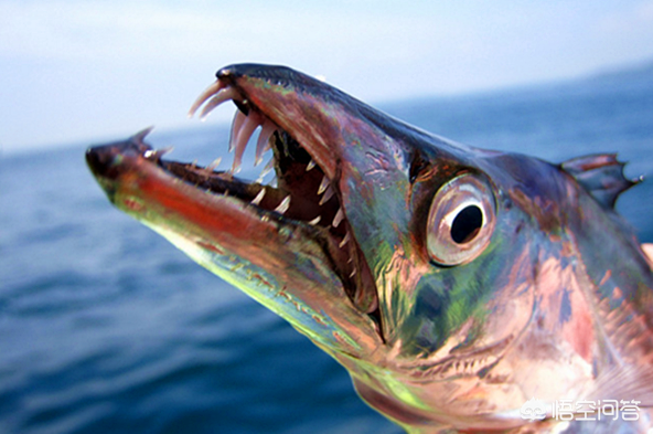 带鱼有养殖的吗，带鱼是否有养殖的带鱼（带鱼到底能不能养殖）