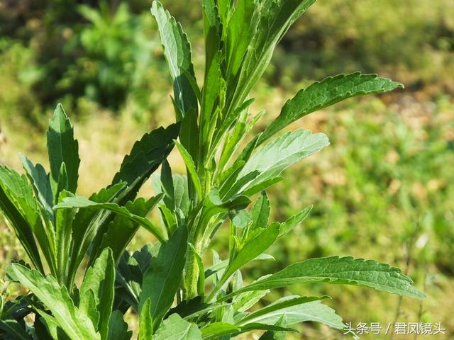 小蓬草的功效与作用,小蓬草的功效与作用有哪些(入药主治肝炎疮毒风湿牛皮癣) 小蓬草的功效与作用,小蓬草的功效与作用有哪些(入药主治肝炎疮毒风湿牛皮癣)