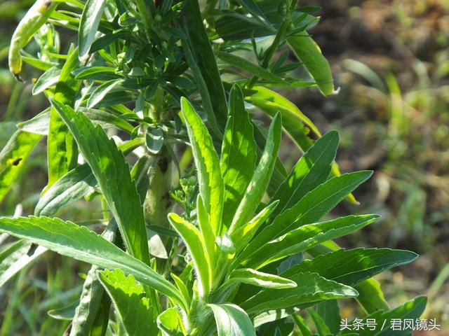 小蓬草的功效与作用,小蓬草的功效与作用有哪些(入药主治肝炎疮毒风湿牛皮癣) 小蓬草的功效与作用,小蓬草的功效与作用有哪些(入药主治肝炎疮毒风湿牛皮癣)