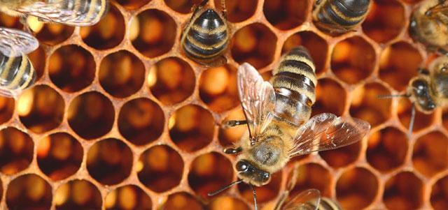 蜂胶的功效，蜂胶的功效与禁忌（蜂胶有哪些营养和功效成分）
