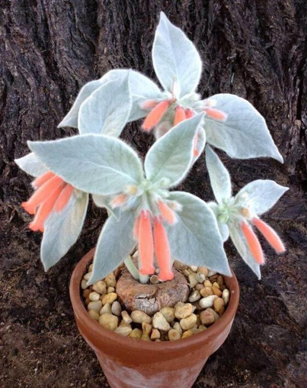 queen♛微信昵称（女王）网名，queen♛微信昵称（女王）微信昵称（多肉界的七大“女王”）