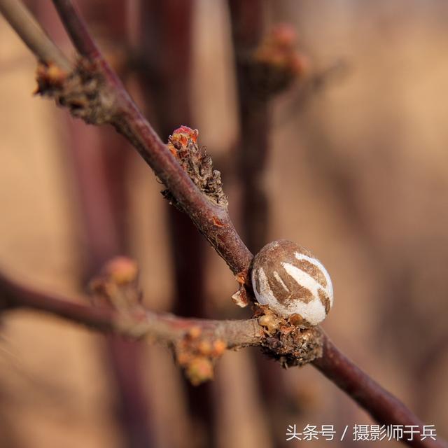 杨拉罐是什么虫子图片，杨拉罐儿能吃吗（儿时的杨拉罐）