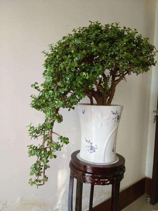 常见的八种多肉植物，各种各样的多肉植物（6种“小多肉”）