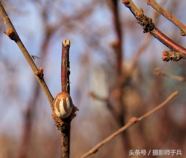 杨拉罐是什么虫子图片，杨拉罐儿能吃吗（儿时的杨拉罐）