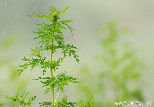 苦蒿的功效与作用图片图片