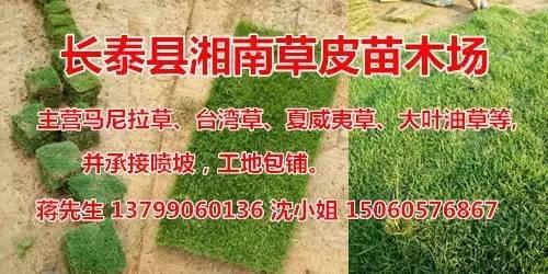 全冠香樟是什么意思，丛生全冠香樟（全冠香樟种植技术）