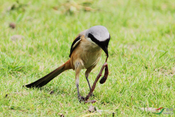 怎样饲养蚯蚓，家养蚯蚓最简单方法（既能处理粪便）