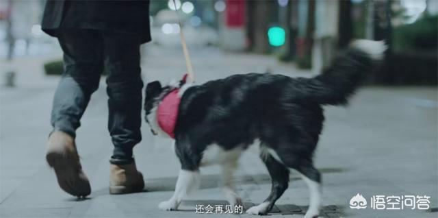 动物管理局第二季，动物管理局第二季出了没有（由陈赫、王子文主演的《动物管理局》结束了）