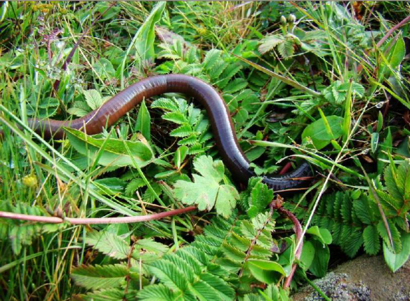怎样饲养蚯蚓，家养蚯蚓最简单方法（既能处理粪便）