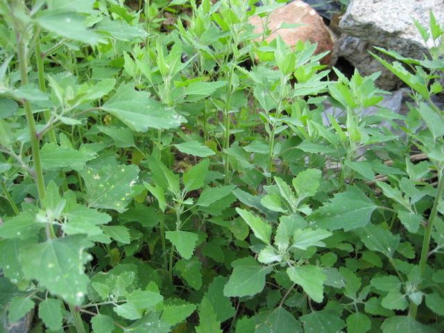 灰灰菜怎么吃，灰灰菜怎么吃不过敏（别小看农村房前屋后的灰灰菜）