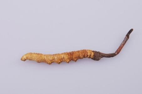 有表邪者慎用是什么意思，表邪者忌用是什么意思（可不是人人都适合吃）