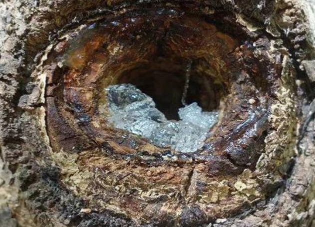 雪燕多少钱一斤，雪燕产地哪里产的好（树上流出的“雪燕”是什么东西）