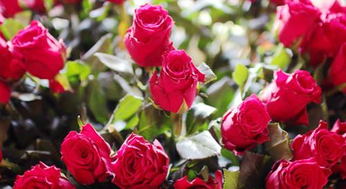 暗恋情书怎么写，如何用短信向暗恋的人告白（暗恋情书写给男生）