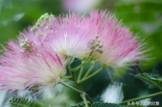合欢花什么时候开,合欢花什么时候开花(你知道它寓意夫妻恩爱、家庭和睦吗) 合欢花什么时候开,合欢花什么时候开花(你知道它寓意夫妻恩爱、家庭和睦吗)