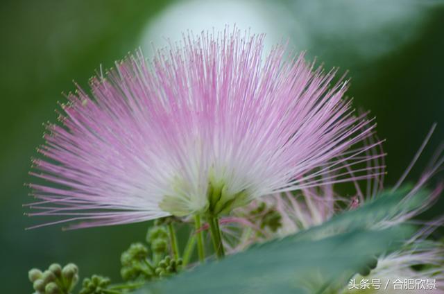 合欢花什么时候开,合欢花什么时候开花(你知道它寓意夫妻恩爱、家庭和睦吗) 合欢花什么时候开,合欢花什么时候开花(你知道它寓意夫妻恩爱、家庭和睦吗)