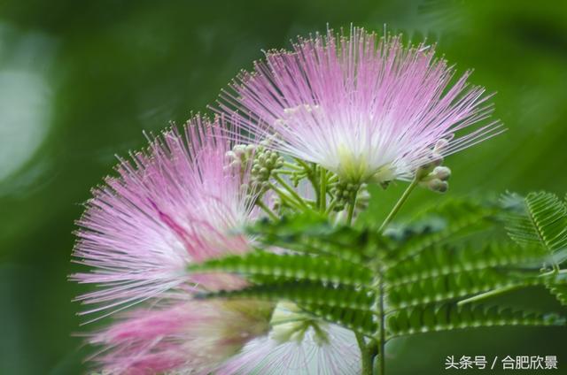 合欢花什么时候开,合欢花什么时候开花(你知道它寓意夫妻恩爱、家庭和睦吗) 合欢花什么时候开,合欢花什么时候开花(你知道它寓意夫妻恩爱、家庭和睦吗)