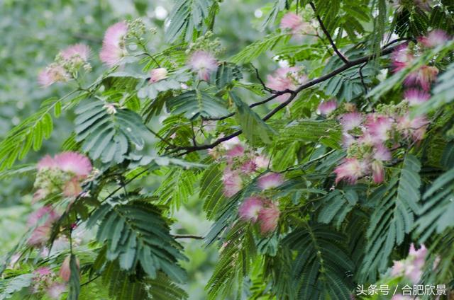 合欢花什么时候开,合欢花什么时候开花(你知道它寓意夫妻恩爱、家庭和睦吗) 合欢花什么时候开,合欢花什么时候开花(你知道它寓意夫妻恩爱、家庭和睦吗)