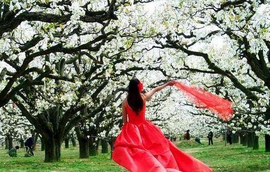 砀山县属于哪个市，砀山县有多大（历史上曾属于江苏省）