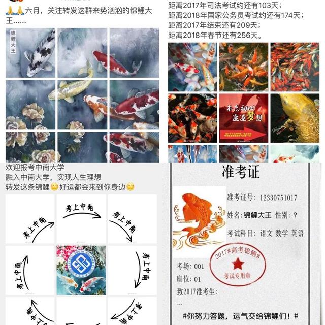 求锦鲤是什么意思，锦鲤是什么梗（转发锦鲤求好运）