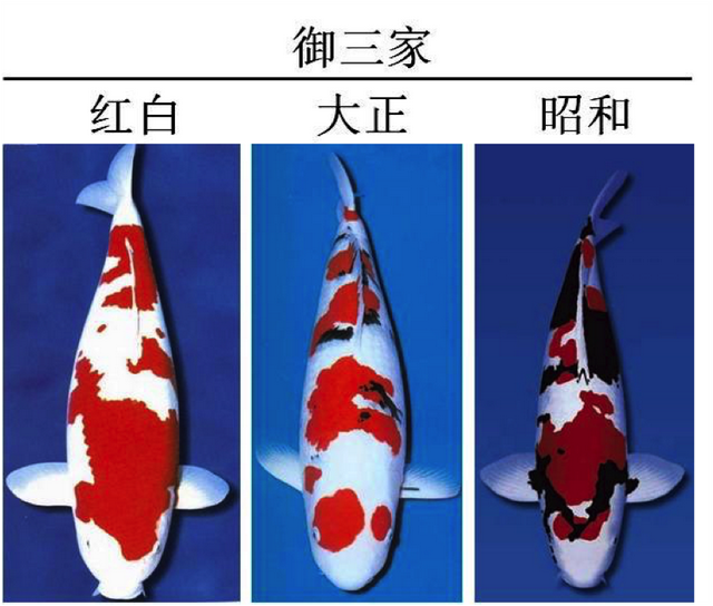 求锦鲤是什么意思，锦鲤是什么梗（转发锦鲤求好运）
