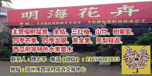 全冠香樟是什么意思，丛生全冠香樟（全冠香樟种植技术）