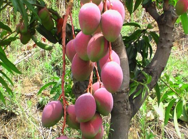 韬光养晦是什么意思，人到中年，要学会韬光养晦（韬光养晦是什么意思?在古代是什么意思）