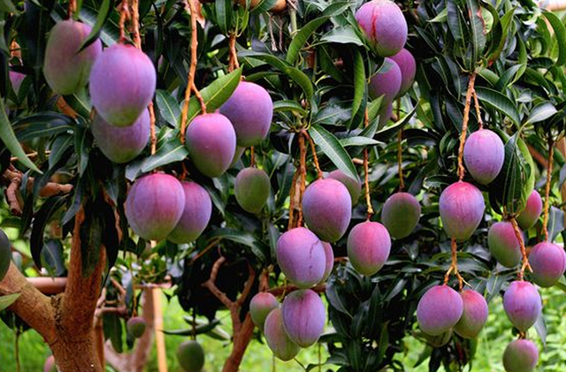 韬光养晦是什么意思，人到中年，要学会韬光养晦（韬光养晦是什么意思?在古代是什么意思）