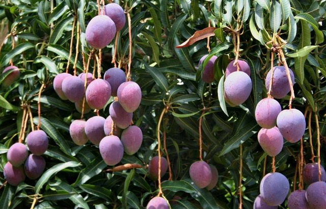 韬光养晦是什么意思，人到中年，要学会韬光养晦（韬光养晦是什么意思?在古代是什么意思）