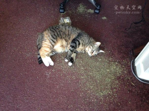 猫为什么喜欢猫薄荷，猫咪为什么只喜欢猫薄荷（网友分享家中猫咪遇到猫薄荷的照片）