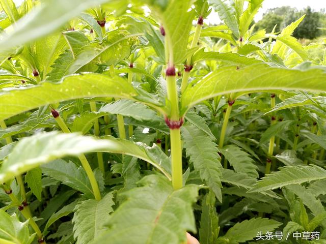 地瓜苗的两种吃法，地瓜苗的两种吃法图片（鲜嫩茎叶及根茎药食两用）