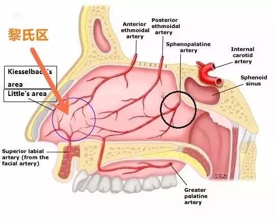 流鼻血的正确止血方法,有这种症状一定要去医院(流鼻血的正确止血方法百度百科) 流鼻血的正确止血方法,有这种症状一定要去医院(流鼻血的正确止血方法百度百科)