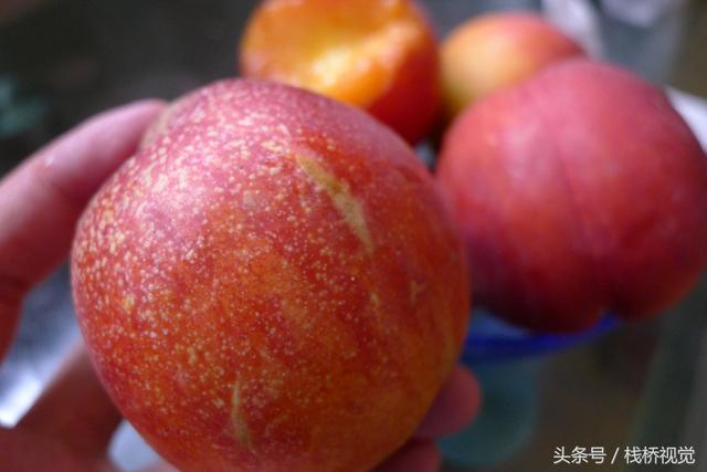 桃驳李是油桃吗,桃布李是油桃吗(长得像李子又像桃不过浑身油滑没有毛) 桃驳李是油桃吗,桃布李是油桃吗(长得像李子又像桃不过浑身油滑没有毛)